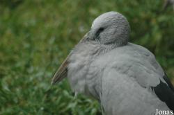 Vogelpark Walsrode