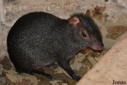 Dasyprocta mexicana