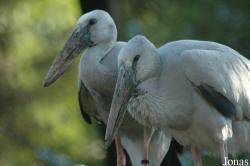 Vogelpark Walsrode