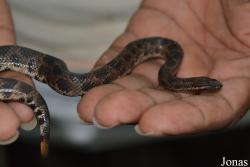 Tropidophis pardalis