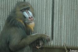 Qingdao Zoo