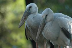 Vogelpark Walsrode