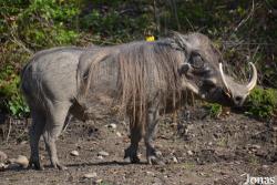 Potawatomi Zoo