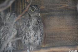 Potawatomi Zoo