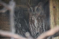 Potawatomi Zoo