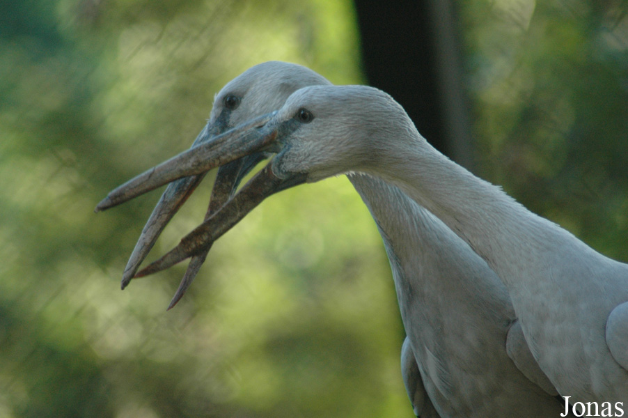 Vogelpark Walsrode