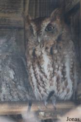 Potawatomi Zoo