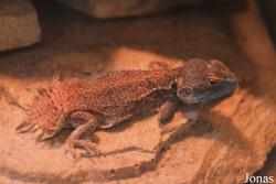 Potawatomi Zoo
