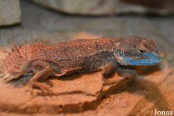 Potawatomi Zoo
