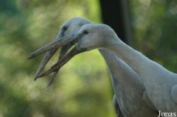 Vogelpark Walsrode
