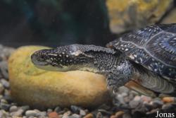 Potawatomi Zoo
