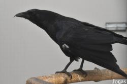 Corvus brachyrhynchos brachyrhynchos