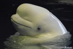 Shedd Aquarium
