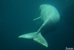 Shedd Aquarium