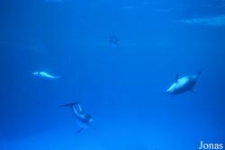 Shedd Aquarium