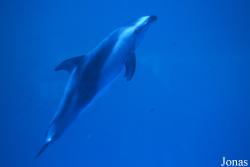 Shedd Aquarium