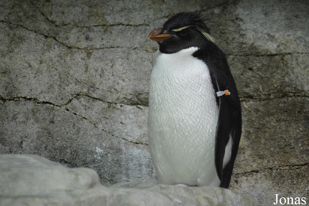 Shedd Aquarium