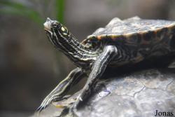 Graptemys oculifera