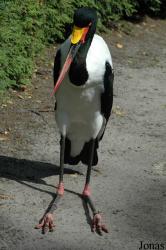 Vogelpark Walsrode