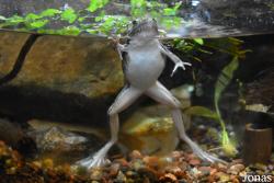 Lithobates sphenocephalus