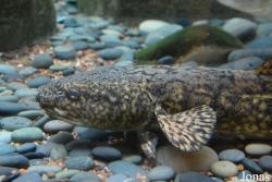 Shedd Aquarium