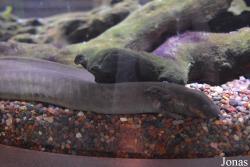 Shedd Aquarium