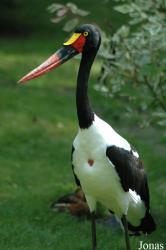 Vogelpark Walsrode