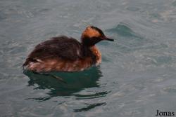 Podiceps auritus cornutus