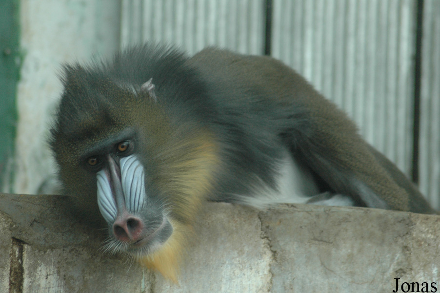 Qingdao Zoo
