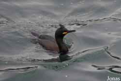 Gulosus aristotelis