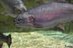 Salmo labrax