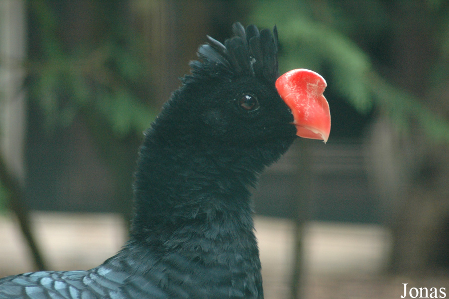 Vogelpark Walsrode