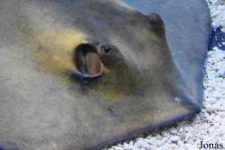Dasyatis pastinaca