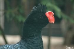 Vogelpark Walsrode