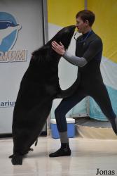 Istanbul Dolphinarium