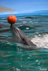 Istanbul Dolphinarium