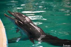 Istanbul Dolphinarium