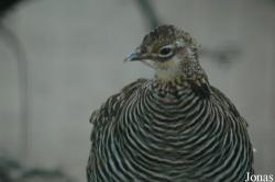 Vogelpark Walsrode