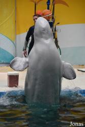 Istanbul Dolphinarium