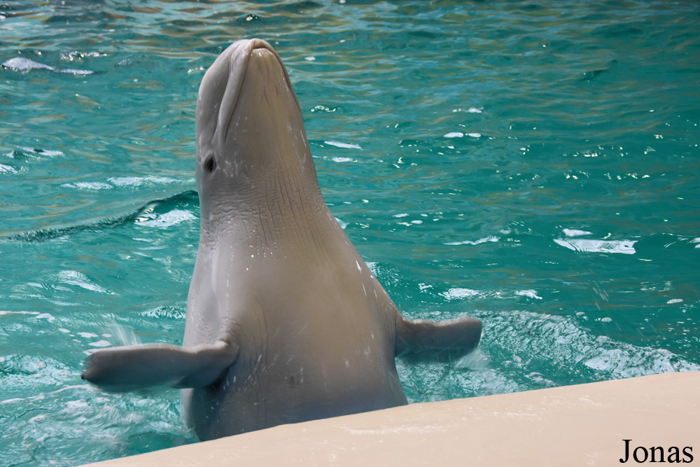 Istanbul Dolphinarium