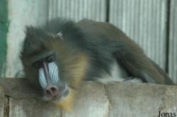 Qingdao Zoo