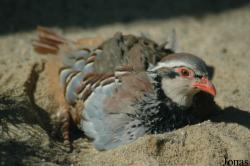Vogelpark Walsrode