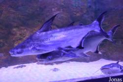 Pangasius sanitwongsei