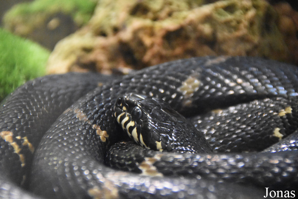 Ménagerie, le Zoo du Jardin des Plantes