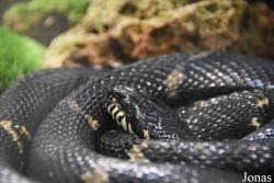 Ménagerie, le Zoo du Jardin des Plantes