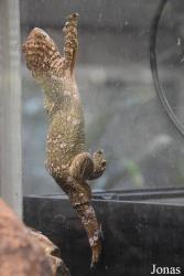 Ménagerie, le Zoo du Jardin des Plantes