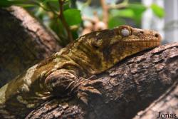 Ménagerie, le Zoo du Jardin des Plantes