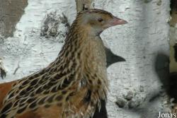 Vogelpark Walsrode