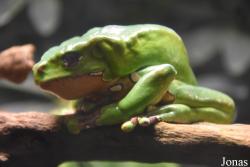 Ménagerie, le Zoo du Jardin des Plantes