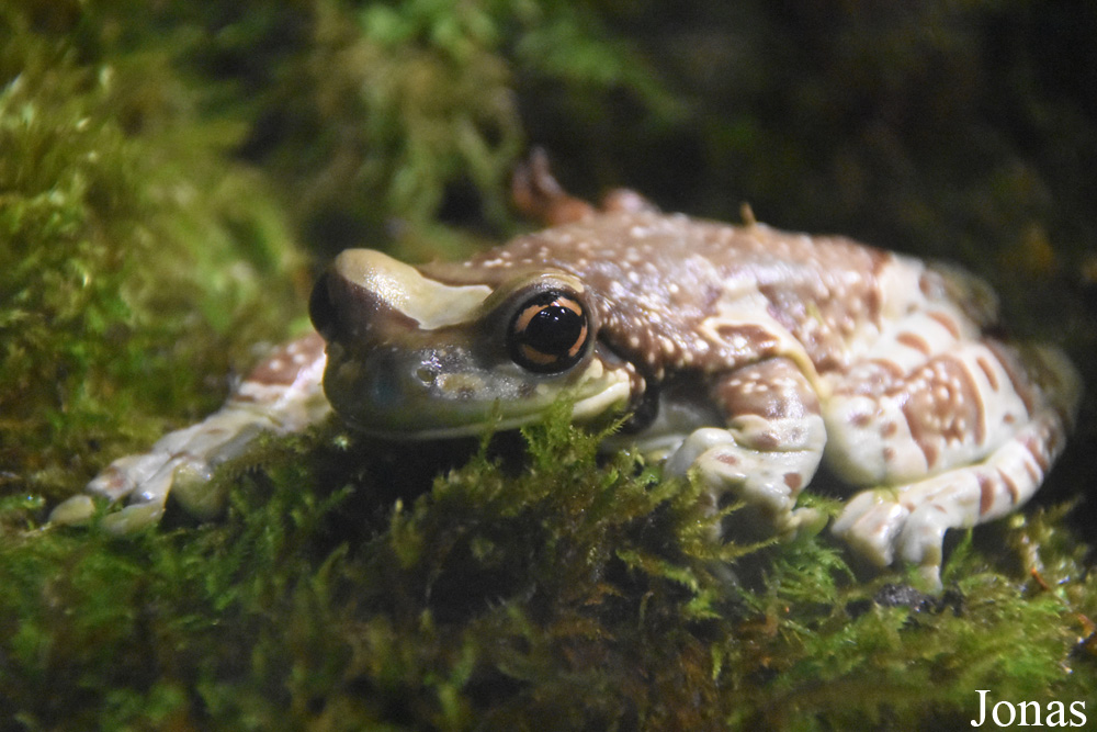 Ménagerie, le Zoo du Jardin des Plantes